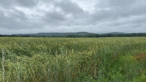 Wheat stalks sway in a captivating dance, their verdant hues a bold statement against the moody, atmospheric sky overhead.