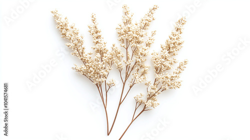 Dried White Flowers on White Background - Minimalist Floral Decor