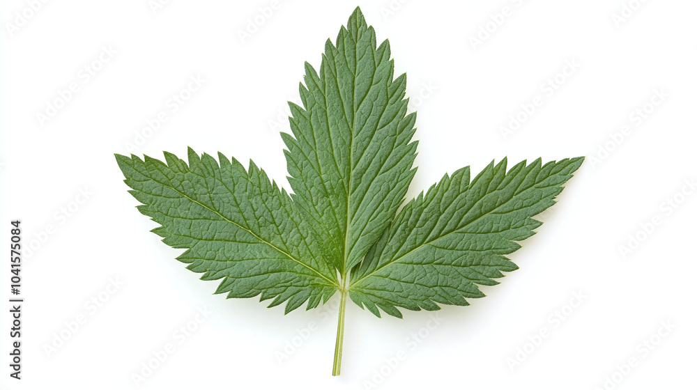 Close-up of a Green Leaf with Detailed Texture Close-up of a Green Leaf with Detailed Texture