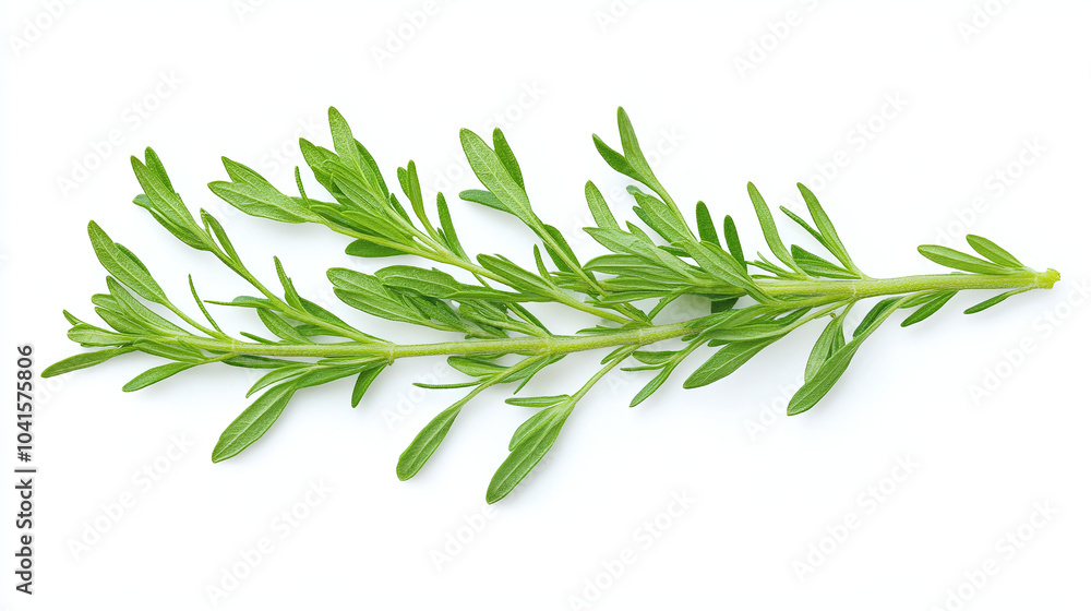 Fresh Green Herb Sprig Isolated on White Background Fresh Green Herb Sprig Isolated on White Background