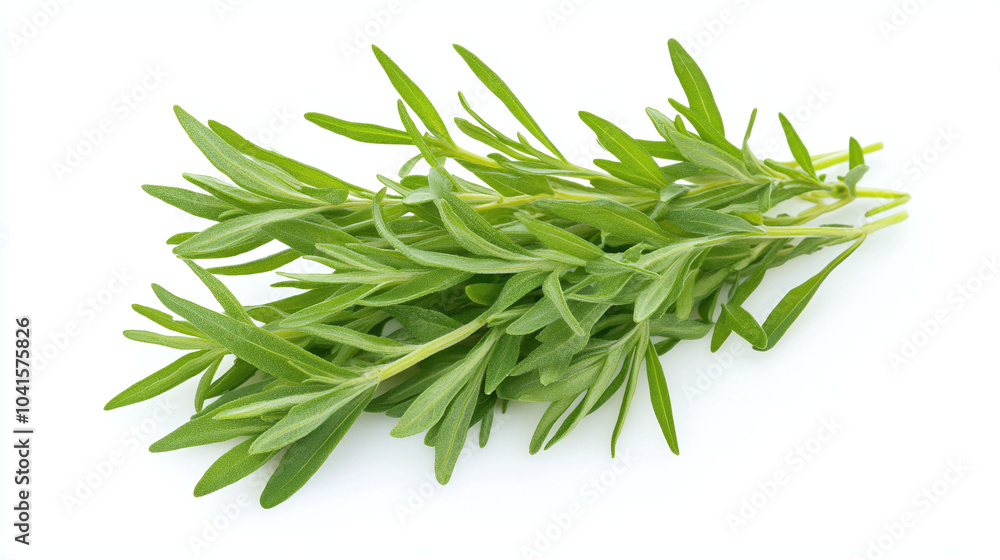 Fototapeta premium Fresh Green Herb Sprigs - Culinary Herb for Flavor and Aroma