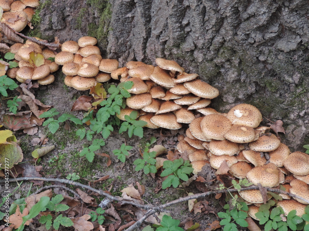 Mushrooms in the woods Mushrooms in the woods