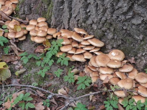 Mushrooms in the woods