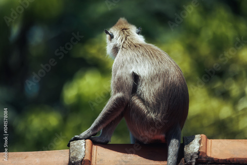 Canvas Print Wild gray langur monkey resting on a rooftop, with a lush green background in its natural habitat