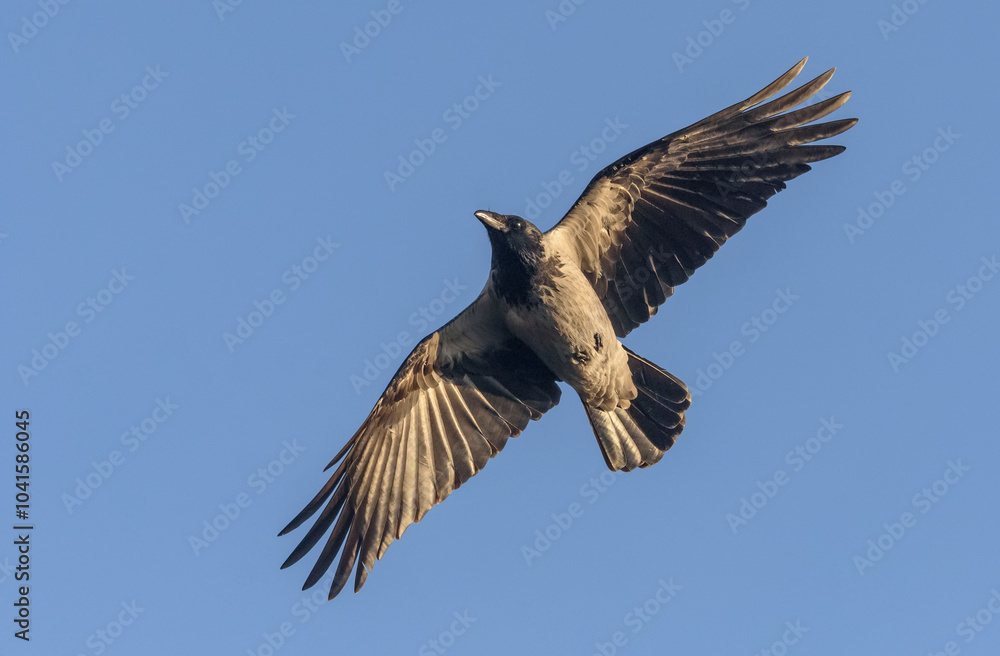Obraz premium Daring Hooded Crow (Corvus corone cornix) flies around in blue sky with stretched wings