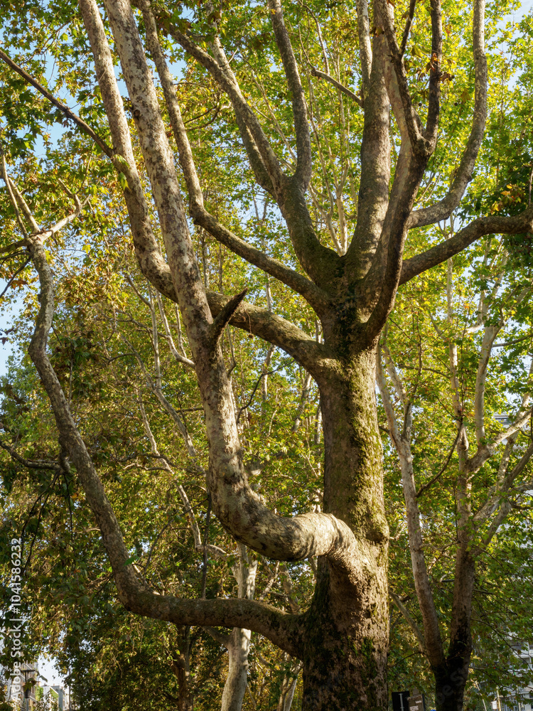Fototapeta premium Trees in October along corso Sempione, Milan, Italy