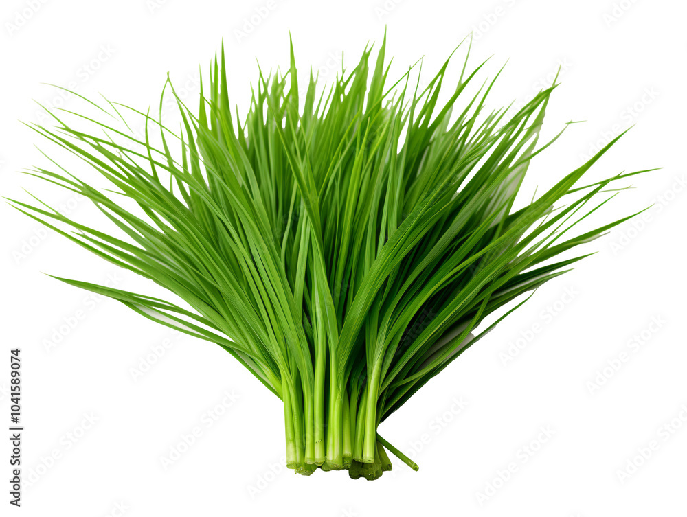 a bunch of green grass a bunch of green grass