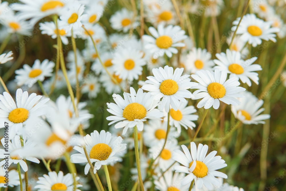 Chamomile flowers in close-up. A large field of flowering daisies. The concept of agriculture and the cultivation of useful medicinal herbs. Chamomile flowers in close-up. A large field of flowering daisies. The concept of agriculture and the cultivation of useful medicinal herbs.