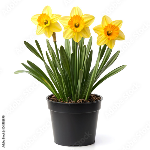 Three yellow daffodils in a black pot with green leaves.