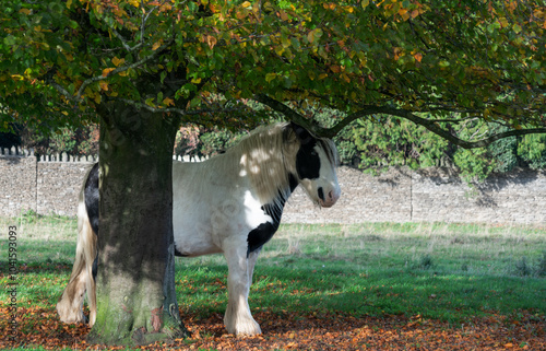 Horse resting in the shade, Gloucestershire, United Kingdom photo