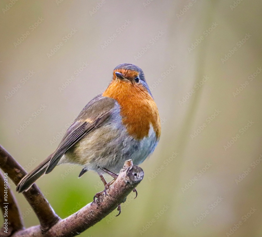 Fototapeta premium European Robin Perched on a Branch