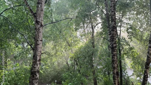 Fine summer rain whispers through emerald leaves, as dappled sunlight dances across the forest floor in a serene, natural ballet.