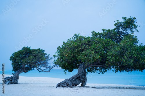 Divi Divi tree against the turquoise water of the Caribbean Sea in the famous Eagle Beach, Aruba. photo