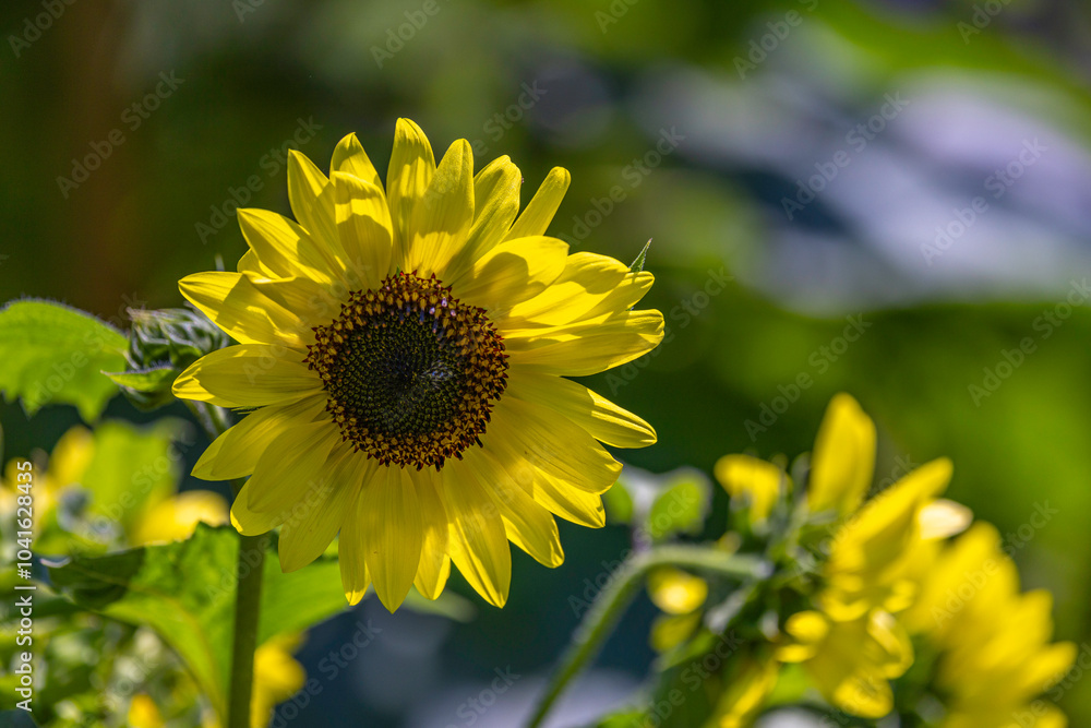 Title: “Sunny Greeting in Green”
Description: A radiant sunflower leans towards the light against a softly blurred, green background. Title: “Sunny Greeting in Green”
Description: A radiant sunflower leans towards the light against a softly blurred, green background.