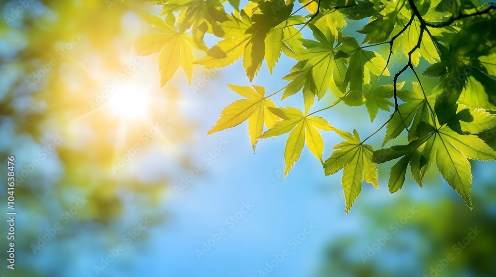 Maple tree branch with fresh green leaves under bright sunlight against a blue sky, capturing vibrant nature in a soft focus and shallow depth of field for a tranquil outdoor setting. Maple tree branch with fresh green leaves under bright sunlight against a blue sky, capturing vibrant nature in a soft focus and shallow depth of field for a tranquil outdoor setting.