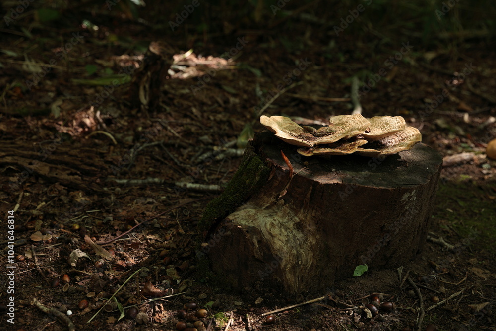 Obraz premium 切り株の上で大きく傘を広げるキノコの仲間