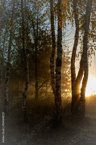 Misty morning in the wood