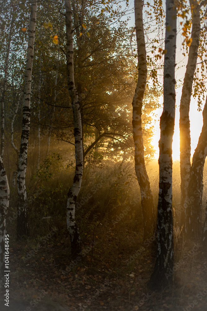 Obraz premium Misty morning in the wood