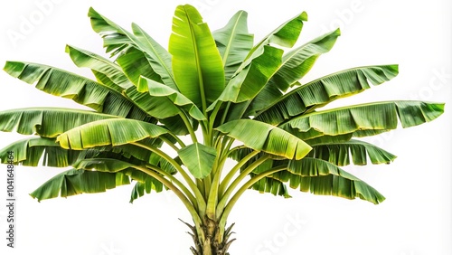 Banana tree isolated on white background low angle view