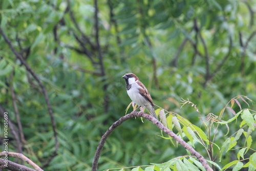 small sparrow on a branch of green tree at the time of raining