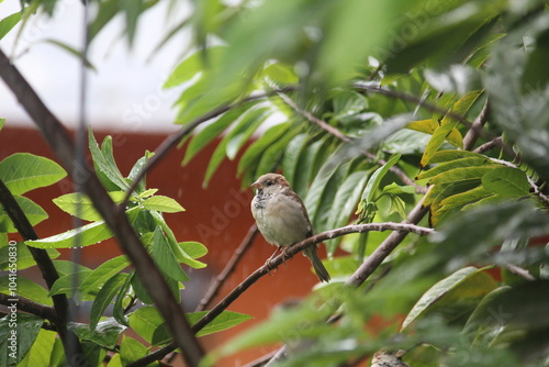 small sparrow on a branch of green tree at the time of raining