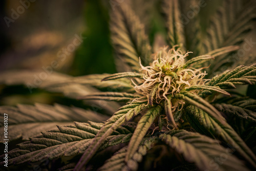 Close up of cannabis plant, leaves, buds, trichomes