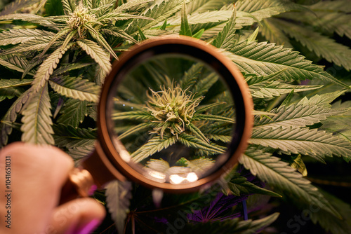 Close up of cannabis plant, leaves, buds, trichomes