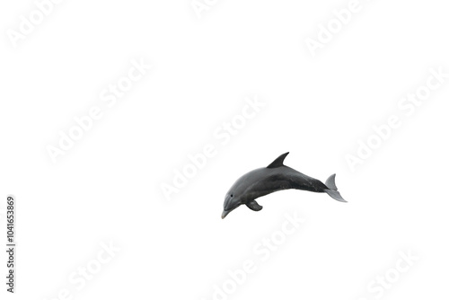 Cute Jumping Dolphin - Isolated on White Background