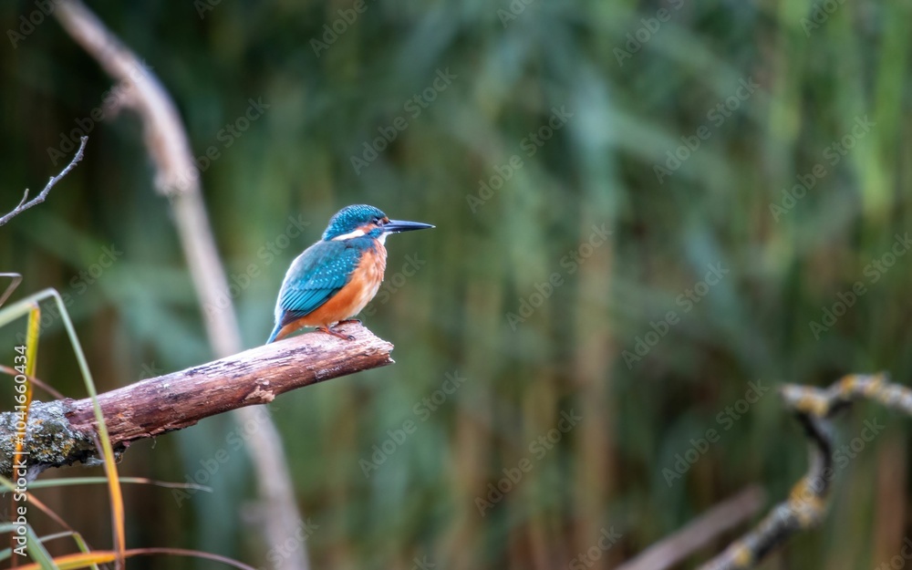Vibrant kingfisher perched on a branch against a blurred natural background Vibrant kingfisher perched on a branch against a blurred natural background