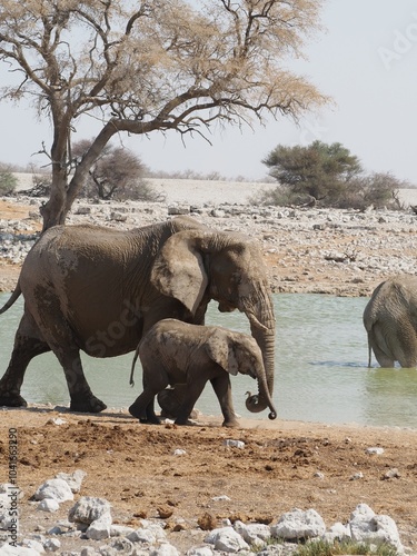 Elefant mit Baby neben Wasserloch in Namibia