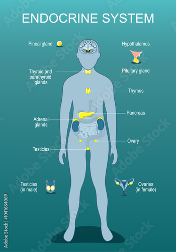 Human endocrine system