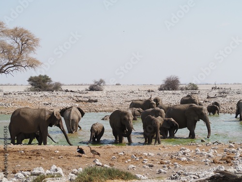 Elefantenfamilie badet im Wasserloch in Namibia