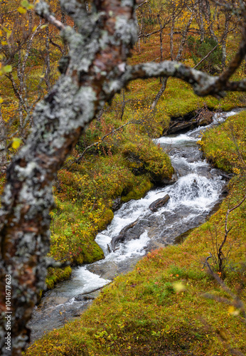 A beautiful autumn landscape of mountain riwer flowing through golden birces near Gratangen, Northern Norway. Seasonal scenery of Scandinavia.