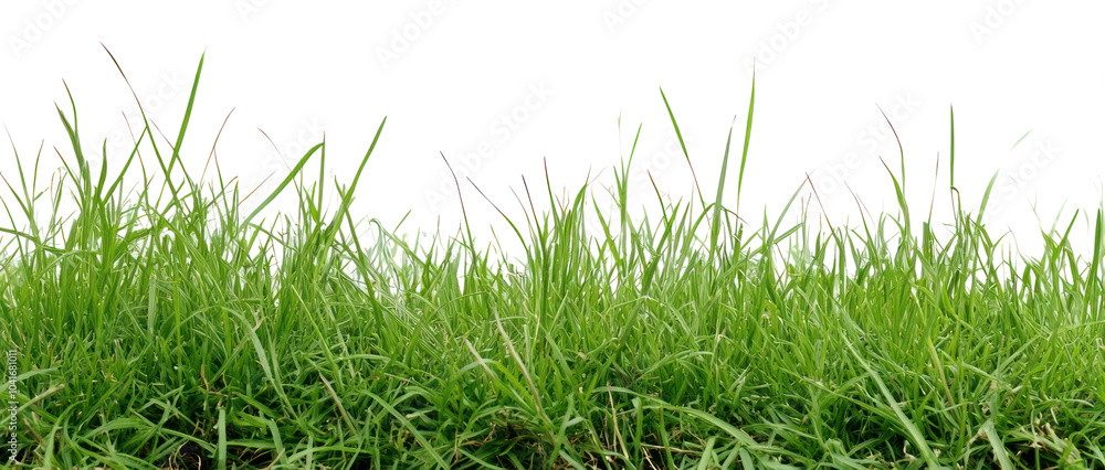 Fototapeta premium PNG Green grass lanscape background lawn vegetation.