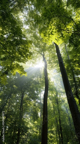 Ruhiger Frühlingswald mit Sonnenlicht durch üppiges grünes Blätterdach photo