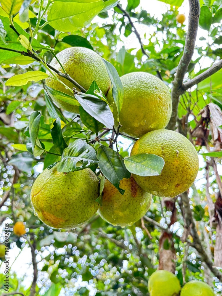 Naranjas en la rama pintonas hermosas Naranjas en la rama pintonas hermosas