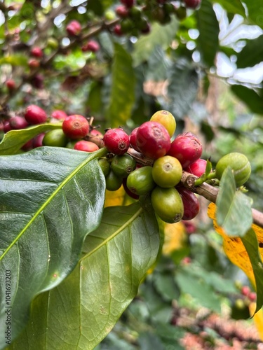 Wallpaper Mural Rama de café con hojas verdes y granos rojas  Torontodigital.ca
