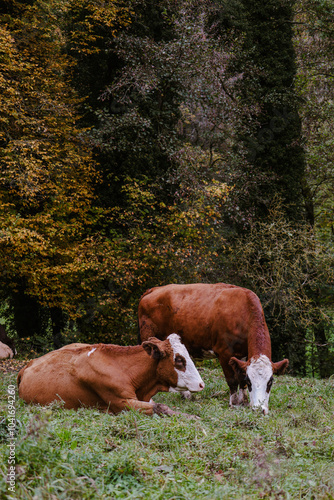 Bio-Fleckvieh auf der Weide unter Herbstbäumen photo