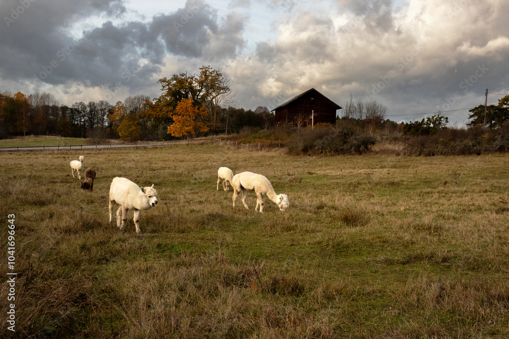 Alpacas grazing in a meadow on a cloudy autumn day Alpacas grazing in a meadow on a cloudy autumn day