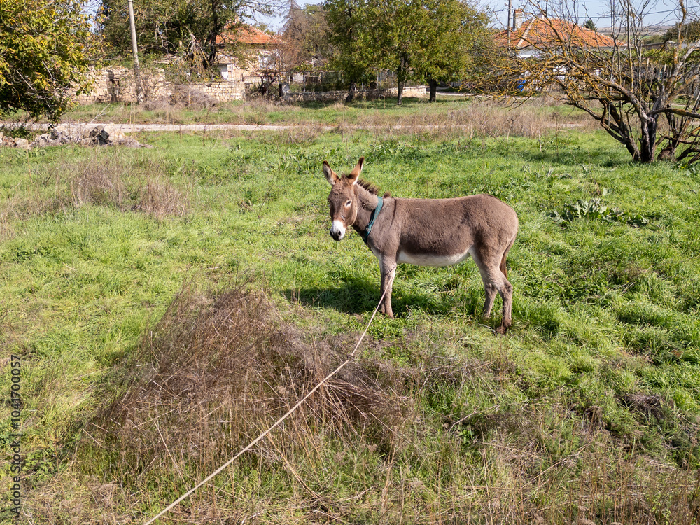 A donkey stands in a green field on a sunny day. Trees and grass are visible in the background, creating a peaceful rural scene A donkey stands in a green field on a sunny day. Trees and grass are visible in the background, creating a peaceful rural scene