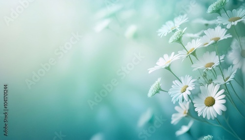 White chamomile  flowers in mint background soft gradient