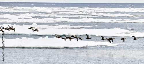 Obraz na płótnie King Eider Ducks flying in The Arctic.