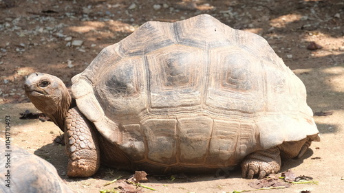 Portrait of Sulcata tortoise living outdoor. It is the third-largest species of tortoise in the world.