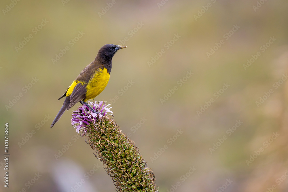 Fototapeta premium Yellow-rumped marshbird 