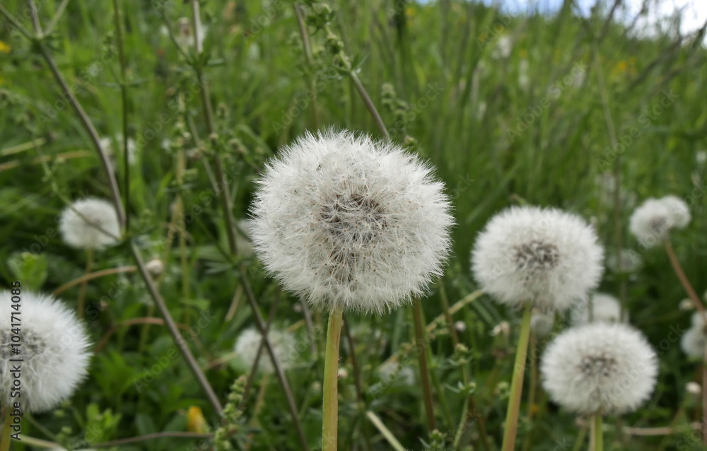 dandelion blowballs or silver seed heads in the meadows in springtime. Dandelion clocks in the lawn dandelion blowballs or silver seed heads in the meadows in springtime. Dandelion clocks in the lawn