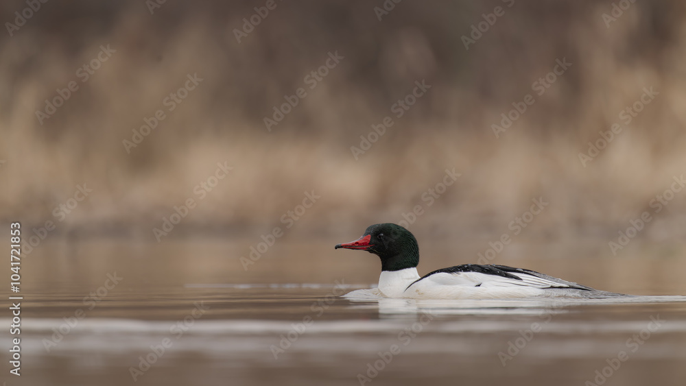 Male Common Merganser Swimming in a Marsh in Spring Male Common Merganser Swimming in a Marsh in Spring