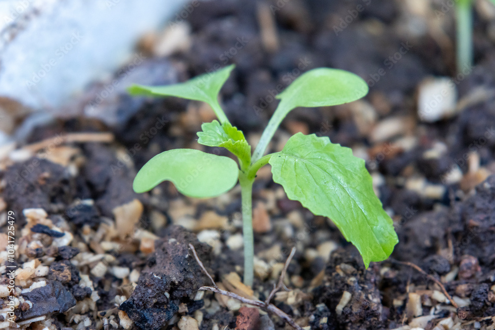 Chinese Mustard sprout green leaf vegetable