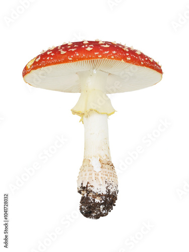 Single red fly agaric Amanita muscaria mushroom isolated on white background photo