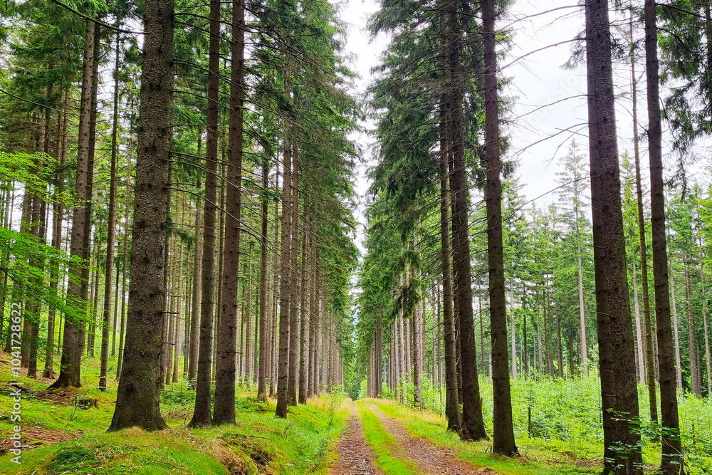 Obraz premium Serene Forest Pathway in Tranquil Greenery Nature's Peaceful Retreat for Relaxation and Reflection
