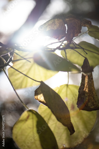 Autumn moment, October, sunny day, trumpet tree photo